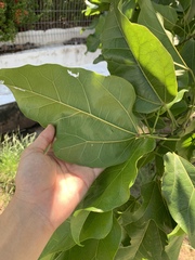 Aleurites moluccanus