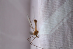 Tipula bezzii