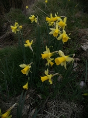 Narcissus nevadensis