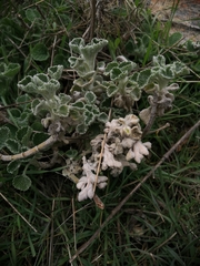 Marrubium supinum