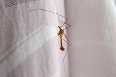 Tipula bezzii