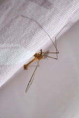 Tipula bezzii