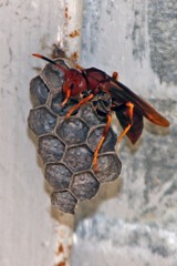 Polistes lanio