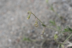 Silene pompeiopolitana