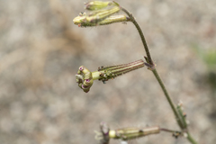 Silene pompeiopolitana