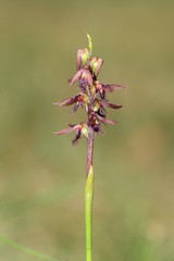 Genoplesium morrisii