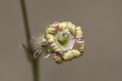 Silene pompeiopolitana