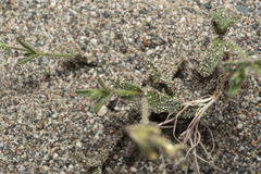 Silene pompeiopolitana