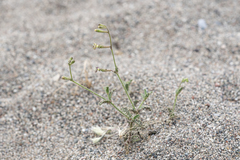 Silene pompeiopolitana