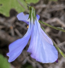 Linum narbonense