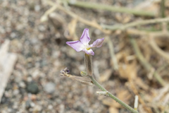 Matthiola longipetala