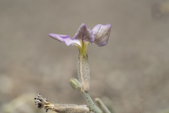 Matthiola longipetala