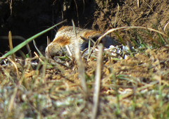 Spermophilus