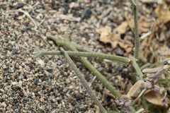 Matthiola longipetala