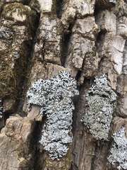 Physconia subpallida