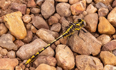 Phanogomphus militaris
