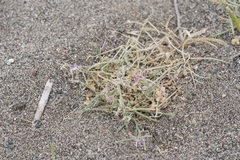 Matthiola longipetala