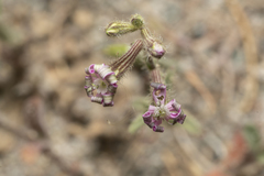 Silene pompeiopolitana