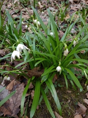 Leucojum