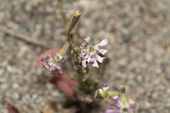 Silene pompeiopolitana