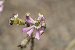 Silene pompeiopolitana
