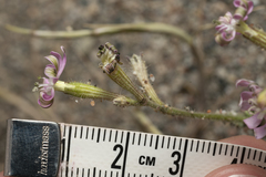 Silene pompeiopolitana