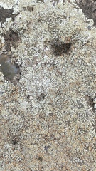 Protoparmeliopsis muralis