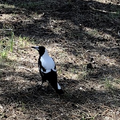 Gymnorhina tibicen dorsalis