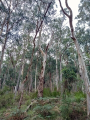 Eucalyptus cypellocarpa