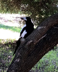 Gymnorhina tibicen dorsalis