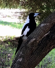 Gymnorhina tibicen dorsalis