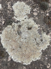 Protoparmeliopsis muralis