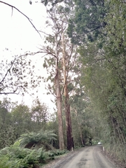 Eucalyptus regnans