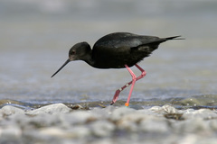 Himantopus novaezelandiae