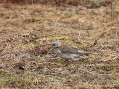 Turdus pilaris