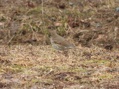 Turdus philomelos