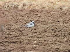Motacilla alba