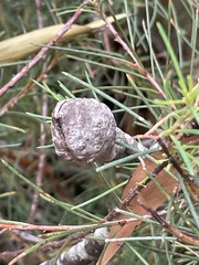 Hakea nodosa