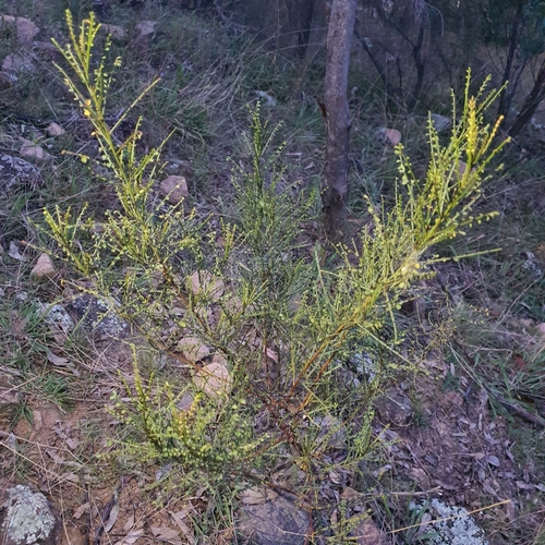 Image of Indigofera adesmiifolia by no rights reserved