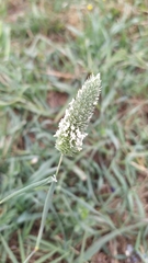 Phalaris brachystachys