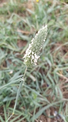 Phalaris brachystachys
