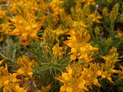 Genista tournefortii