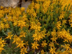Genista tournefortii
