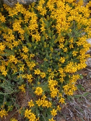 Genista tournefortii