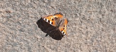 Aglais urticae
