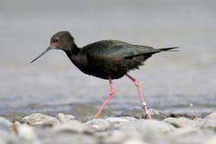 Himantopus novaezelandiae