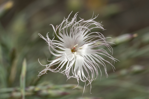 Image of Long-Haired Pink (Dianthus crinitus) by (c) Eleftherios Katsillis, some rights reserved (CC BY)