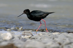 Himantopus novaezelandiae