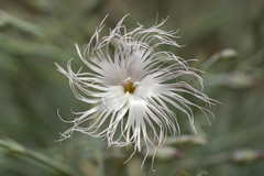 Dianthus crinitus