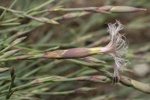 Image of Dianthus crinitus by (c) Eleftherios Katsillis, some rights reserved (CC BY)